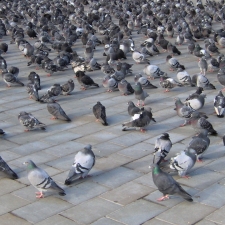 Síť proti holubům – Hejno Holubů skalních (Columba livia) velký problém center měst